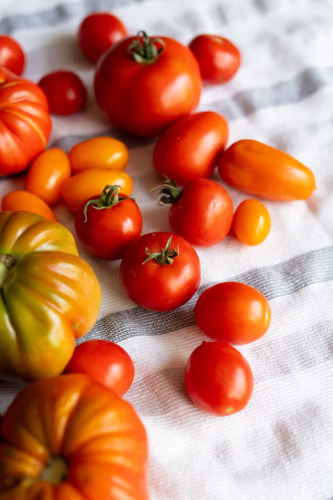 frische Tomaten in allen Formen und Farben 